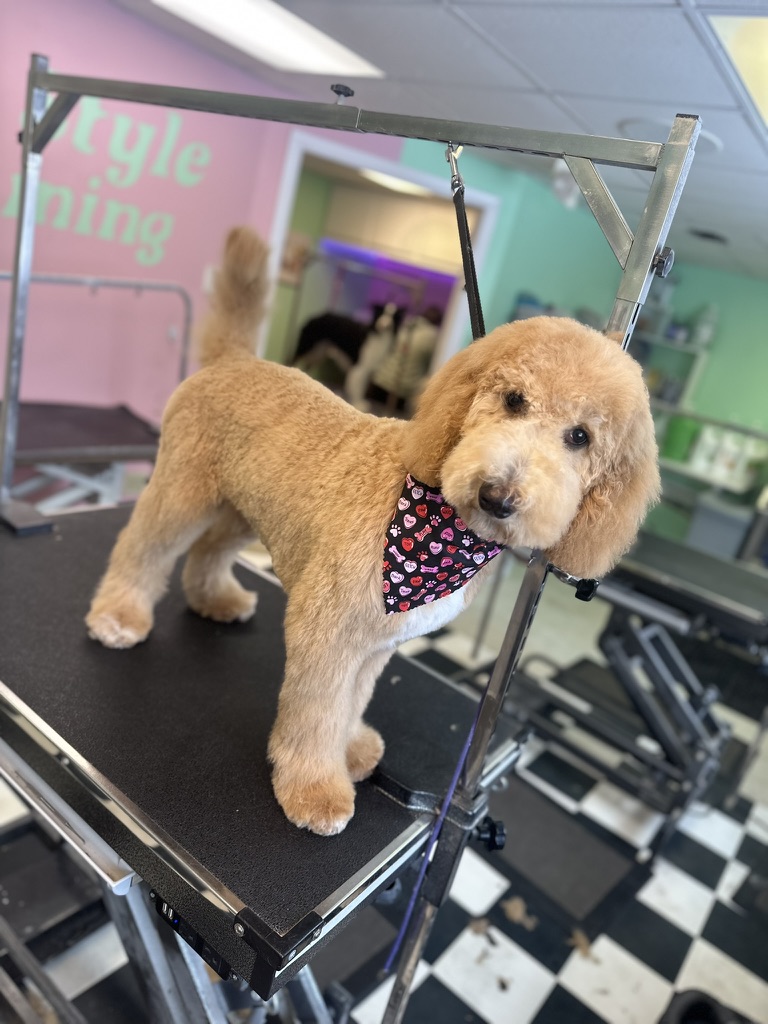 Freshly trimmed apricot dog wearing a patterned bandana in the salon.