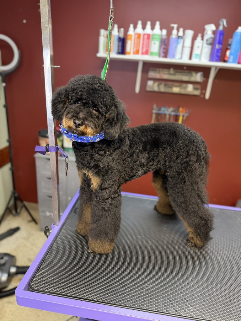 Black and tan curly-coated dog wearing a blue bandana after a trim.