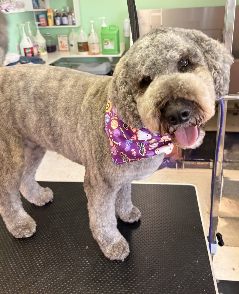Gray curly-coated dog with a purple bandana after grooming at Gold Style.