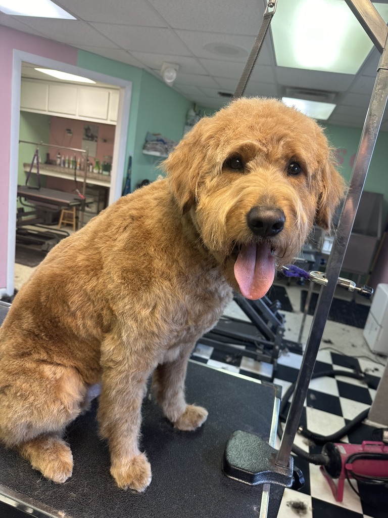 Golden curly-coated dog smiling on a grooming table at Gold Style.