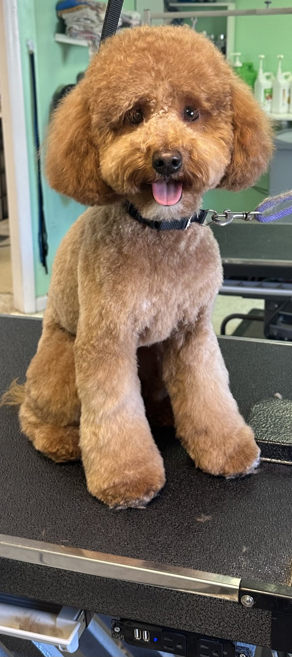 Small apricot dog with a rounded face and tidy paws sitting on a grooming table.